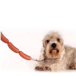 Correa perro salchichas (Hot Dog)