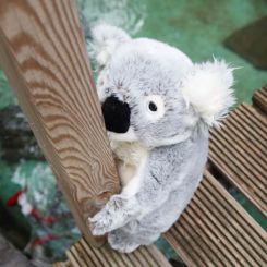 Koala de peluche 